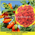 2017 nueva cosecha orgánica Goji Berry